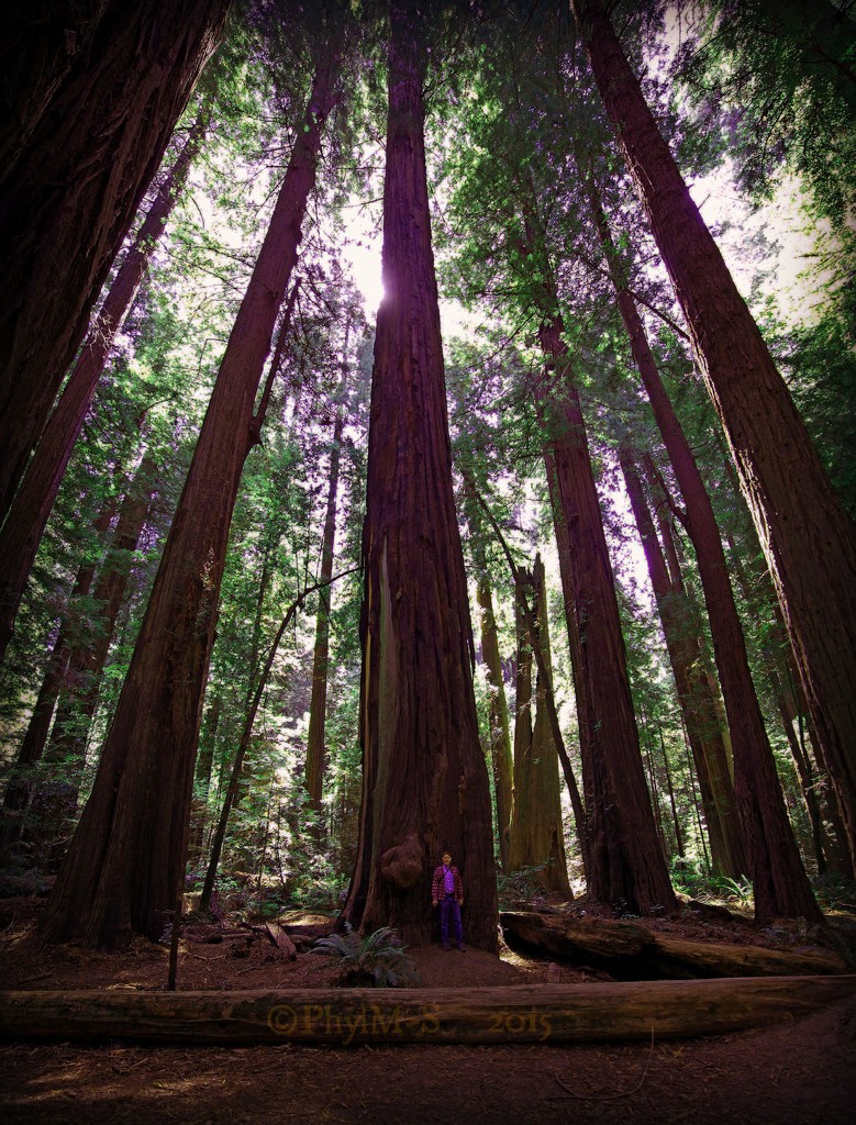 Big Trees ~ California Redwoods by elatedpixie