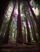 24th Aug 2015 - Big Trees ~ California Redwoods