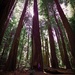 Big Trees ~ California Redwoods by elatedpixie