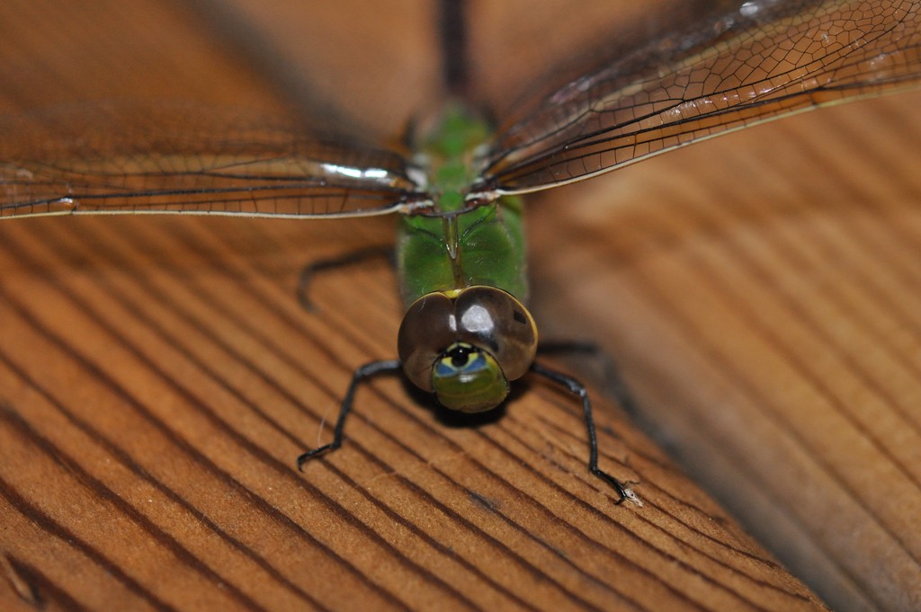 Dragonfly by frantackaberry