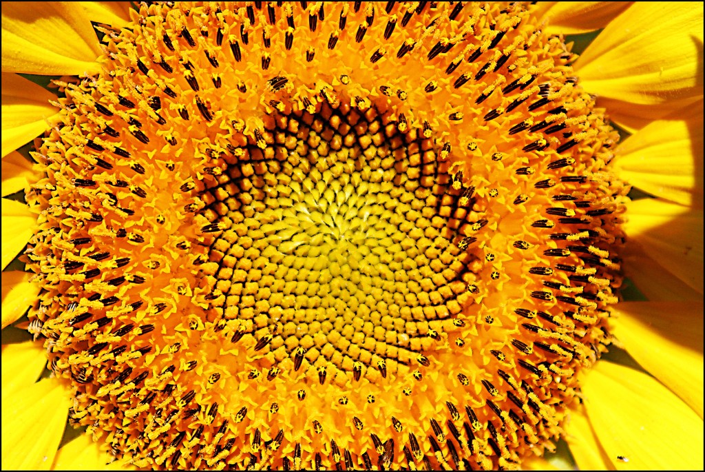 Sun Flower by olivetreeann