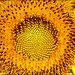 Sun Flower by olivetreeann
