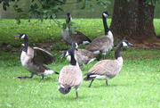 31st Aug 2015 - Canada Geese