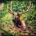 The Regal (?) Wild Elk of Mendocino by elatedpixie