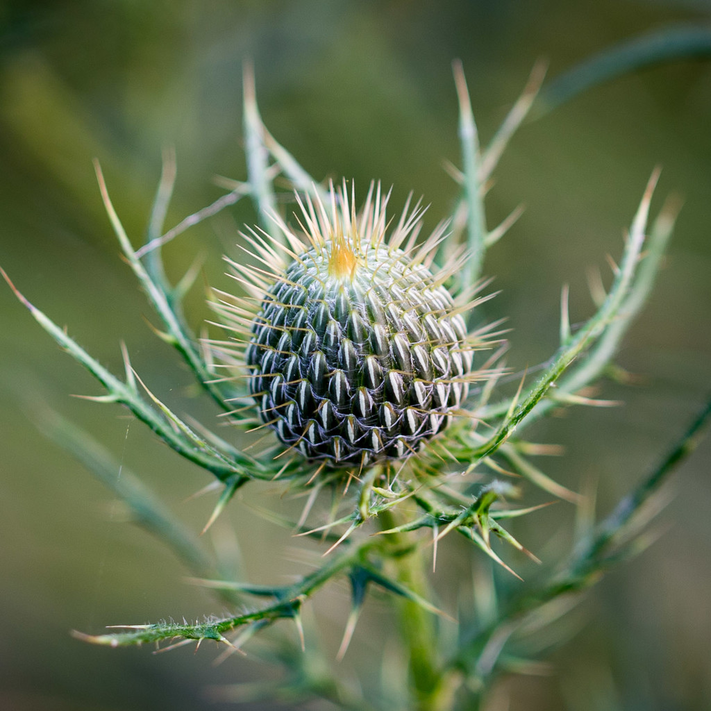 Thistle by lindasees