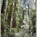 Redwoods by aikiuser
