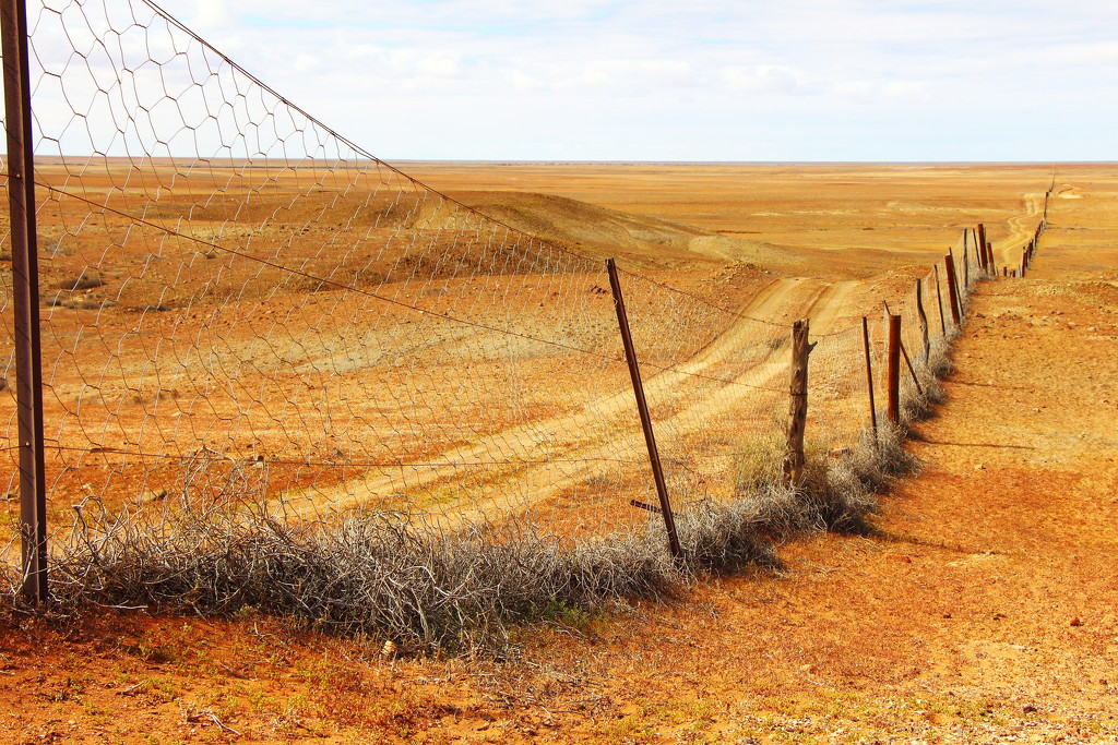 Dingo Fence by terryliv