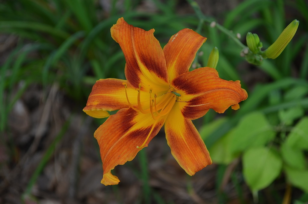 Day lily, Magnolia Gardens, Charleston, SC by congaree