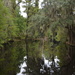 One of the lakes at Magnolia Gardens, Charleston, SC by congaree