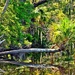Swamp palm by soboy5