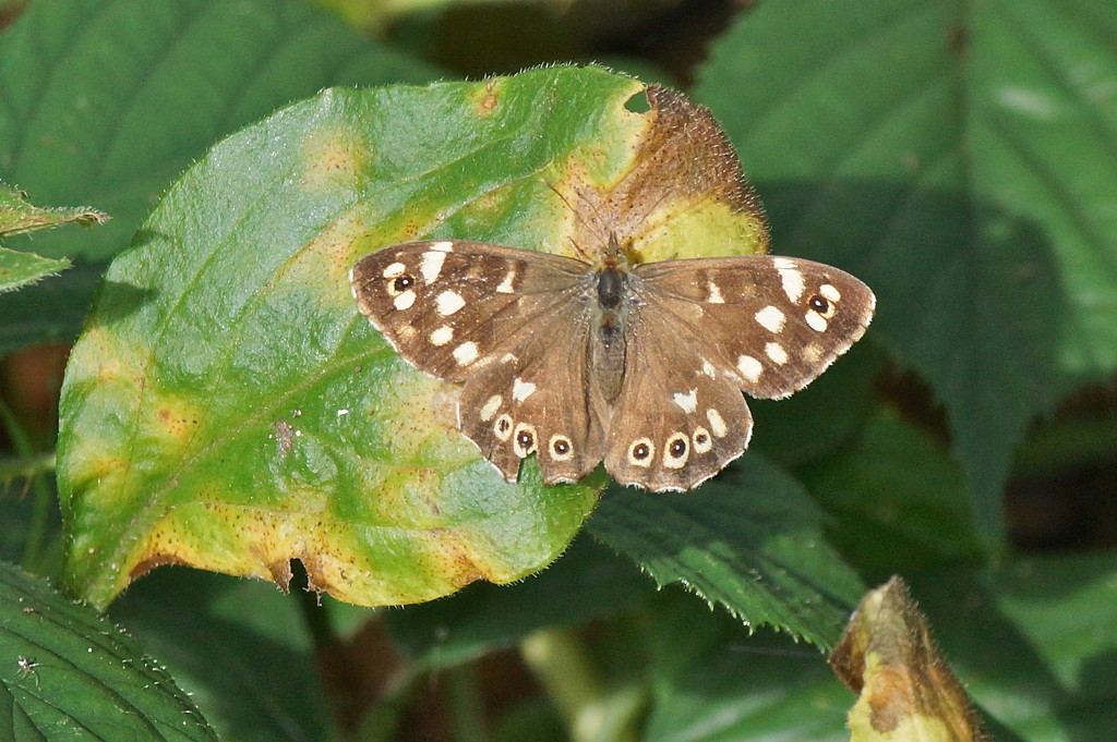 SPECKLED WOOD BUTTERFLY by markp
