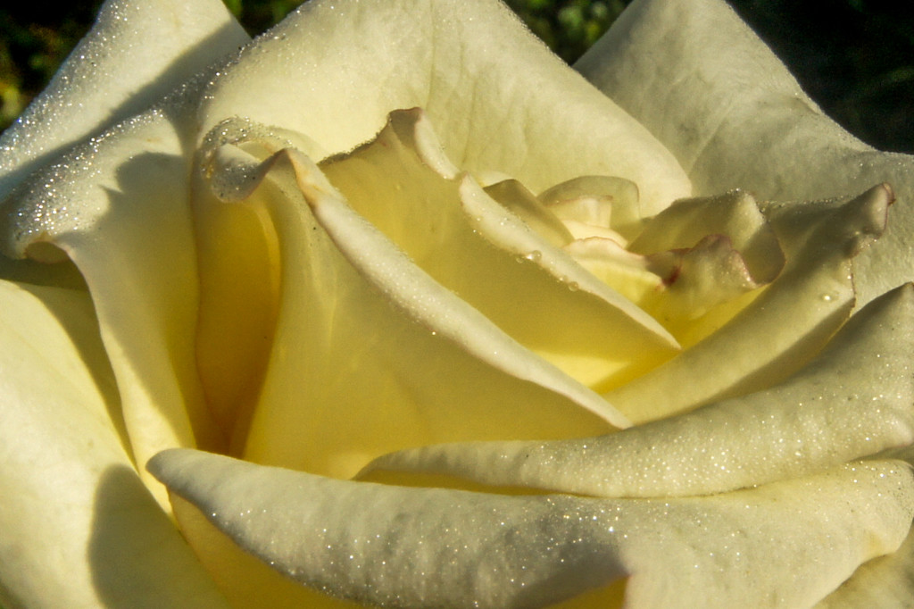 Morning rose by danette
