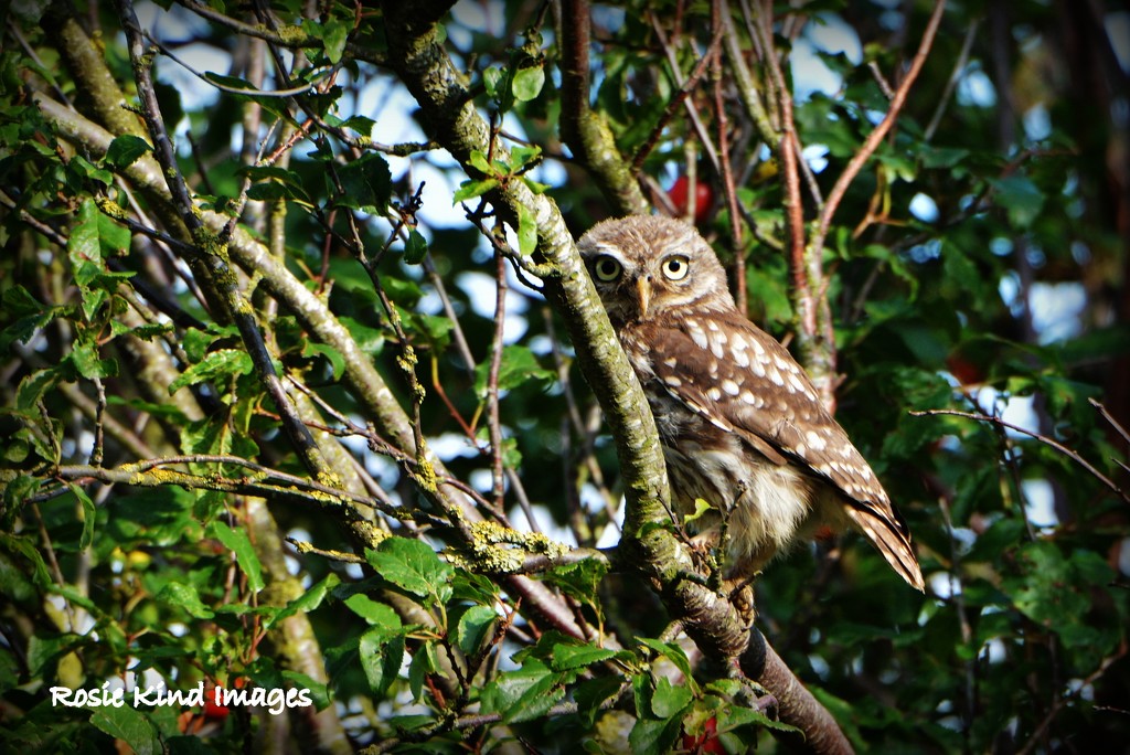 Tawny owl by rosiekind