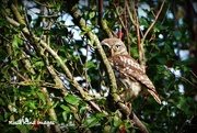 2nd Sep 2015 - Tawny owl