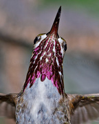 2nd Sep 2015 - Hummingbird Lashes