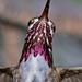 Hummingbird Lashes by irishmamacita10