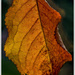 Oak Leaf by pcoulson