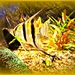 Angel Fish by wendyfrost