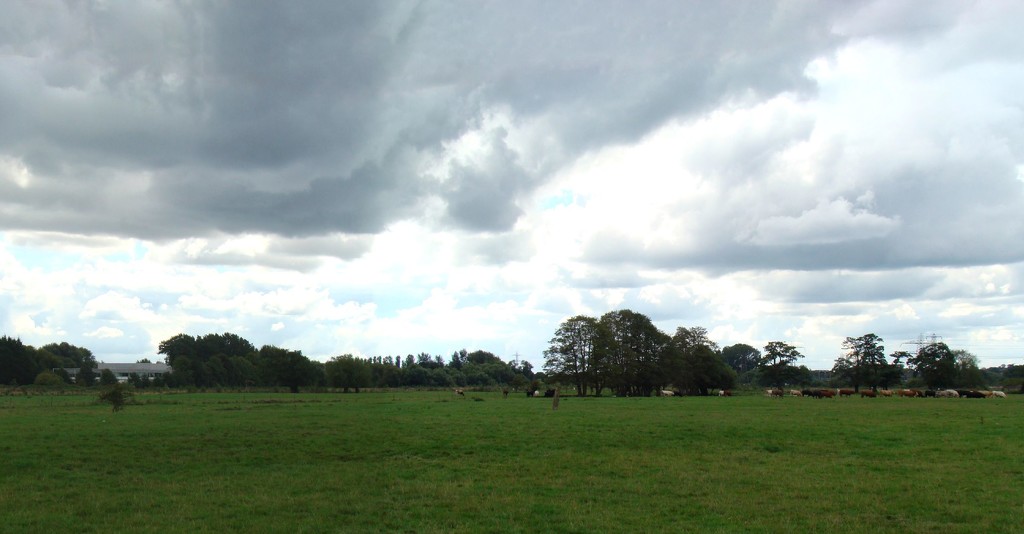 Storm Clouds over the Office and Cows by bulldog