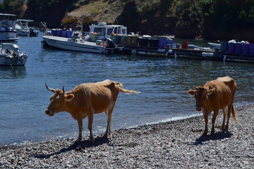 Cattle, Girolata beach by tomdoel