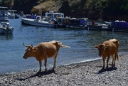 2nd Sep 2015 - Cattle, Girolata beach