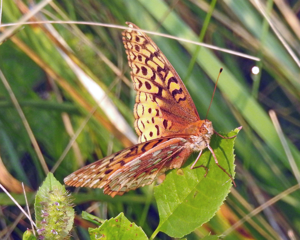 Great Spangled Fritillary by rminer