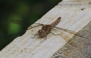 30th Aug 2015 - Resting Dragonfly