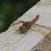Resting Dragonfly by oldjosh
