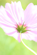 2nd Sep 2015 - Cosmos In Pink