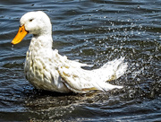 2nd Sep 2015 - Like Water Off a Duck's Back