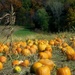 Midweek Memories / Throwback - Pumpkin Patch by lsquared