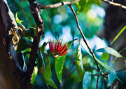 3rd Sep 2015 - Australian Mistletoe