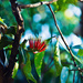 Australian Mistletoe by annied