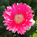 One Pink Flower by yogiw