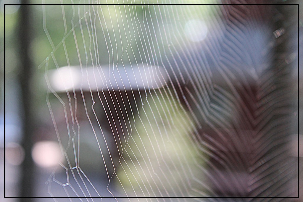 Spider Web Abstract by olivetreeann