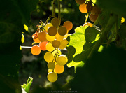 2nd Sep 2015 - Wine on the Vine