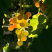 Wine on the Vine by byrdlip