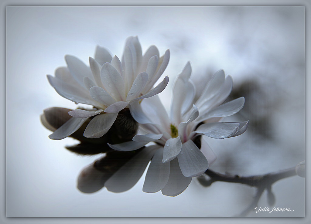 High key Magnolia... by julzmaioro