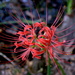 Spider lily, Magnolia Gardens, Charleston, SC by congaree