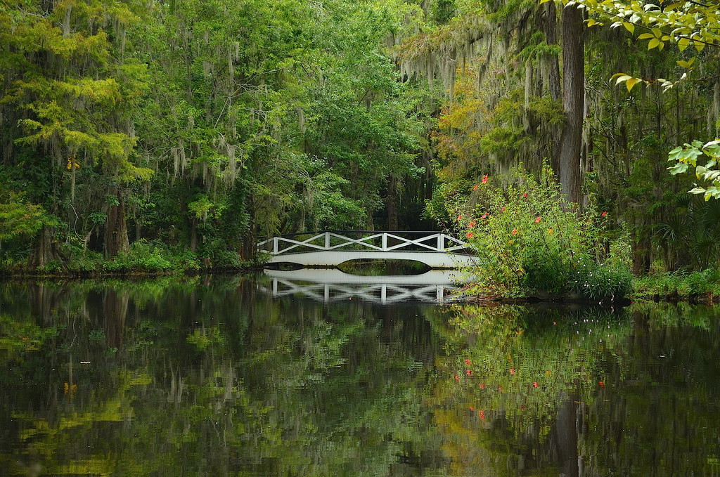 Another tranquil scene at Magnolia Gardens, Charleston, SC by congaree