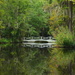 Another tranquil scene at Magnolia Gardens, Charleston, SC by congaree