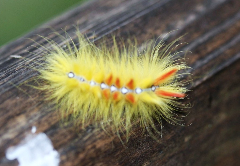 Caterpillar of Sycamore Moth by oldjosh