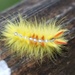 Caterpillar of Sycamore Moth by oldjosh