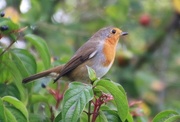 2nd Sep 2015 - Robin