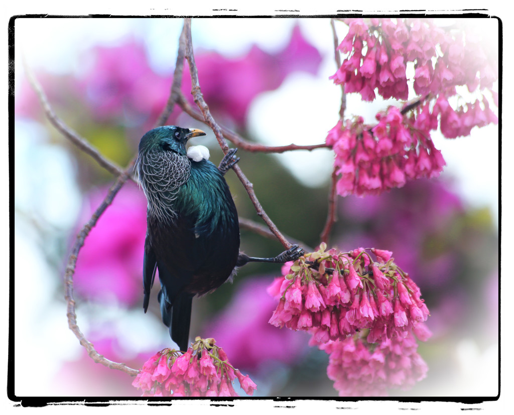 Another Tui shot by rustymonkey