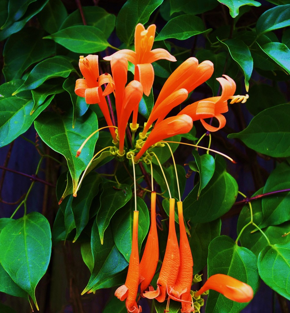 Pretty Orange Flower.. by happysnaps