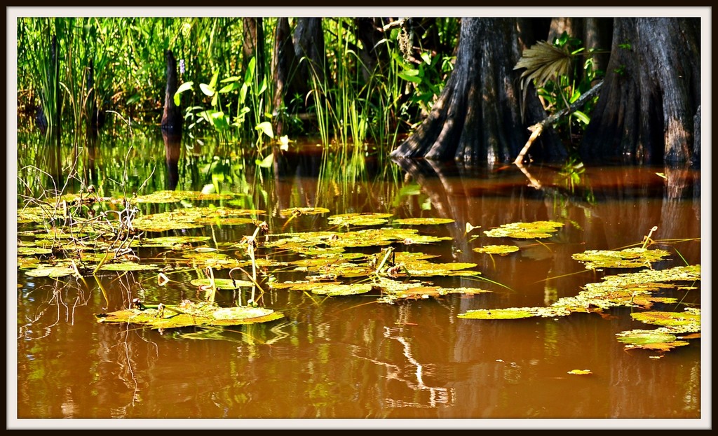 Lily Pads and Cypress Trees by soboy5