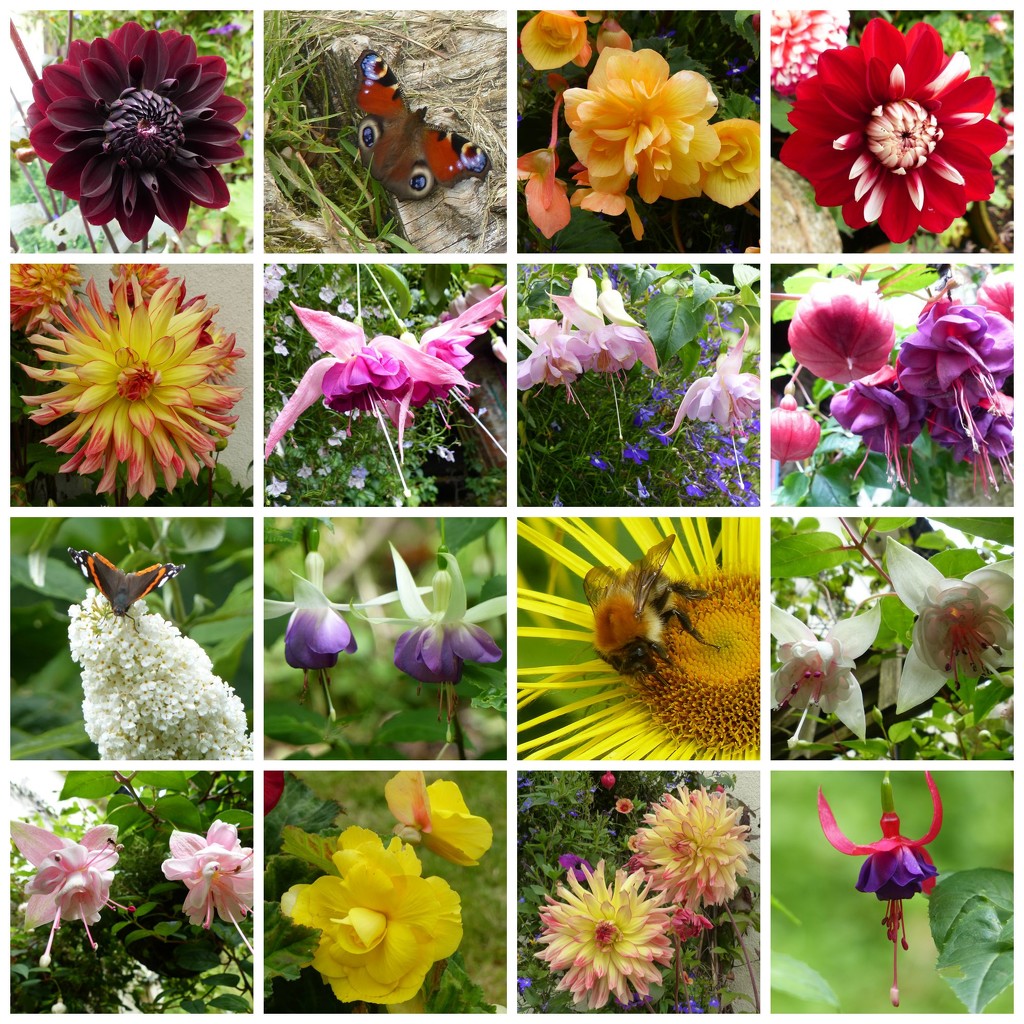  Garden Collage - Thirty Minutes in the Garden by susiemc