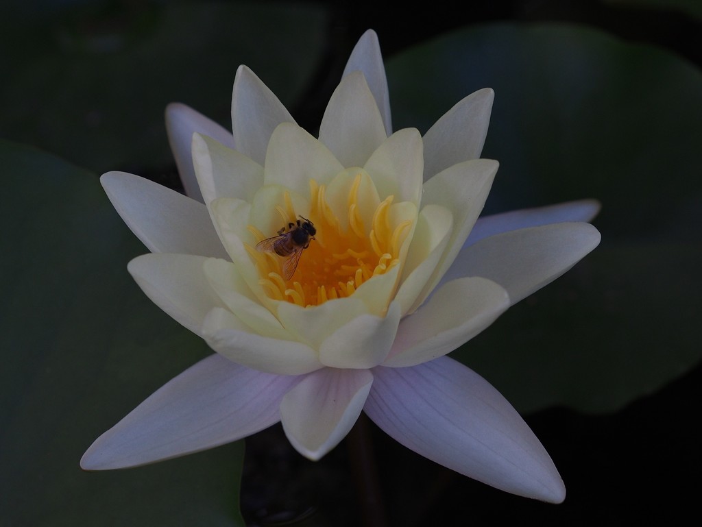 Water Lily by redy4et