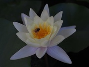 3rd Sep 2015 - Water Lily